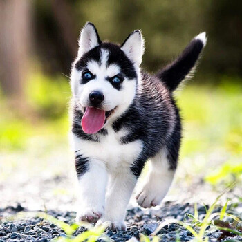 血统级哈士奇幼犬宠物狗狗活体活物哈士奇幼犬二哈雪橇犬血统b级母