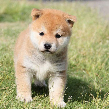 狗狗活体宠物狗混血中华田园犬家养狗小型大型土狗金毛串串幼崽柴犬