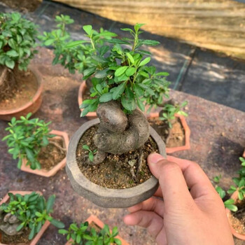 [果期8—过年2月]火棘沙棘盆景盆栽绿植观花果植物阳台庭院火棘苗满树
