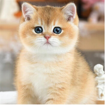 活体猫纯种英短猫金渐层猫银渐层活体幼猫高品质家养宠物猫蓝金渐层