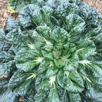 冬天烏塌菜苗種子黃心白菜苗冬季四季籽種黑菜蔬菜種籽孑菜籽菜種 中