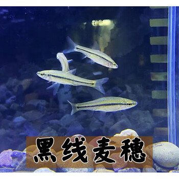 小美人鱼(petite sirene)黑线麦穗冷水一眉道人观赏群游草缸原生不