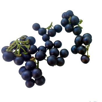 顺丰 野生龙葵果 黑黝黝黑悠悠黑天天黑星星野葡萄儿时回忆 500g