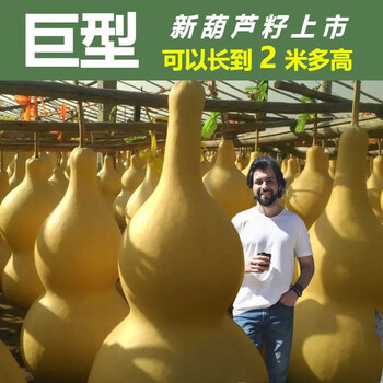 2米巨型葫芦种籽3包装【宋随【图片 价格 品牌 报价】-京东