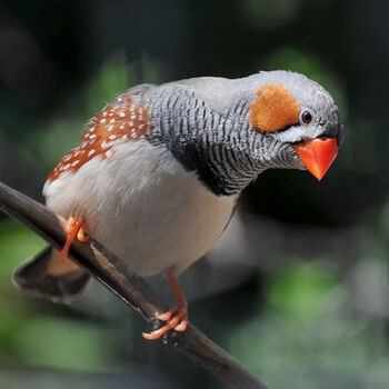 观赏鸟幼灰珍珠鸟繁殖白文鸟宠物鸟手玩鸟活体一对珍珠 一只灰珍珠鸟