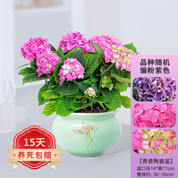 田野中 大花绣球花盆栽苗 无尽夏花手鞠铆钉绣球八仙花庭院阳台花卉