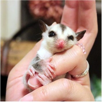 仟芸澳洲蜜袋鼯活物异宠蜜袋鼬鼠滑翔口袋小飞鼠白脸 白脸母
