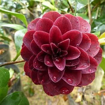 黑魔法4年苗带花苞(包开花)买3 不含盆