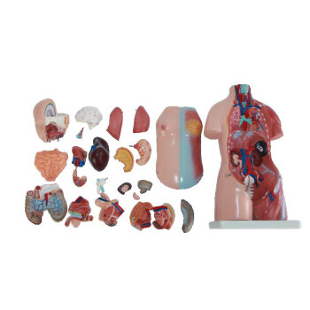 海医HeyModel 45cm两性躯干模型 人体器官解剖 内脏分布 中小学人体生理教育