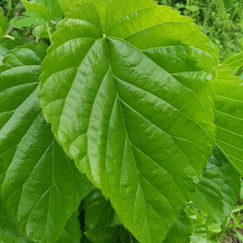 新鲜桑叶蚕桑蚕宝宝饲料叶大小蚕嫩桑叶桑叶新鲜现摘桑蚕小桑树苗新鲜