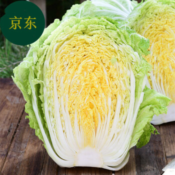 山東濰坊大白菜新鮮鮮嫩蔬菜農家自種黃心包心菜整顆白菜10斤