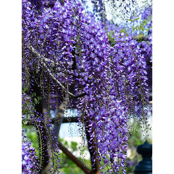 长穗紫藤花苗爬藤植物丰花紫藤树苗盆栽大苗树桩老桩盆景庭院 熊野粗
