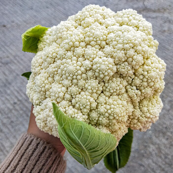 寿禾有机花菜种子青梗松花菜家庭种植夏季秋季播种蔬菜种籽阳台庭院大田四季疏蔬莱种孑菜籽菜仔 耐热早生 庆美55天松花菜种子