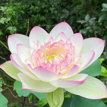 荷花种藕苗水培碗莲四季水养室内外盆栽荷花苗莲藕种根苗带芽 新云锦