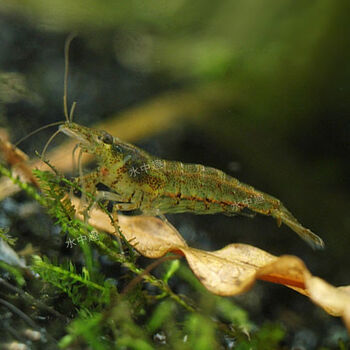 时寐黑壳虾除藻虾古法养鱼工具虾清洁鱼缸草虾吃藻虾龟鱼活饲料观精选