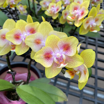 蝴蝶兰花苗带花剑带花苞盆栽兰花大苗室内植物花卉四季开花不断 24.