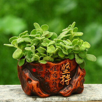 碰碰香盆栽香草多肉植物四季常青绿植花卉 一抹香 坚持花盆 营养土 含