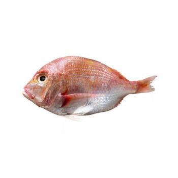 红加吉鱼新鲜冷冻赤棕鱼冰鲜红立鱼真鲷鱼海鱼类海鲜铜盆鱼 每条4两-6