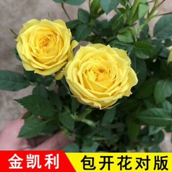 金凯利【四季开花】 十年大苗开花爆满【拍一发五棵】