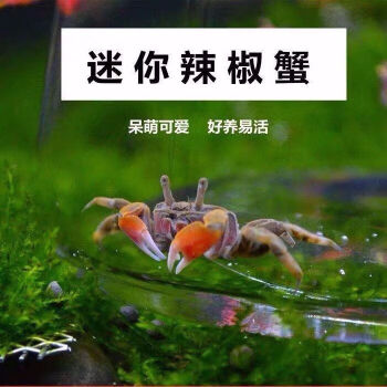 墨一迷你辣椒蟹活体可混养螃蟹观赏蟹宠物蟹吃虫除藻