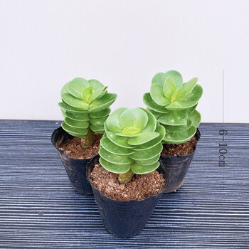 金钱木老桩多肉植物盆栽室内绿植花卉客厅桌面懒人好养3棵体验版小苗金钱木 图片价格品牌报价 京东