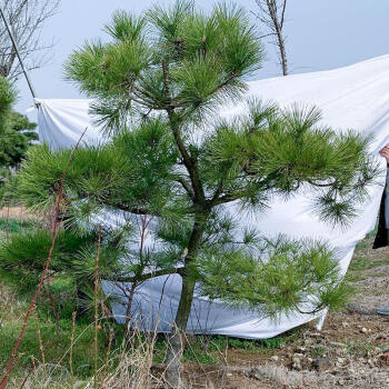 松樹迎客松日本黑松大樹常綠苗木別墅綠化樹苗耐寒植物黑松無造型其他