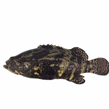 十里馋 石斑鱼 鲜活速冻海鲜水产鲜活深海鱼龙趸鱼大石斑生鲜批发 大