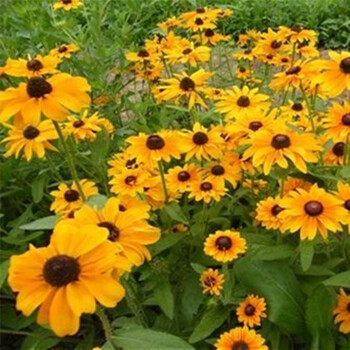 一播大地花卉种子黑心菊种子中杆单瓣易播春夏播花坛种植野花组合黑心菊种子0粒 图片价格品牌报价 京东