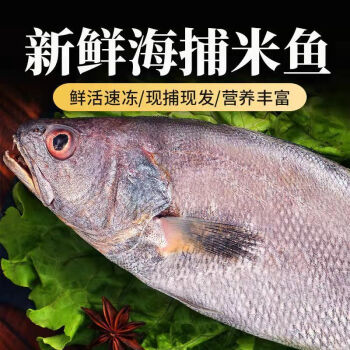 新鮮敏魚大米魚大號新鮮海捕速凍鮸魚米魚海魚海鮮水產批發5斤裝小號