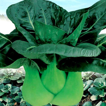 寿禾黑叶矮脚苏州青种子青菜农家青梗蔬菜种籽上海青大全黑大头
