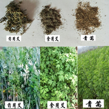 艾草种籽食用野生艾蒿艾草种子青蒿种子蔬菜种子春季蔬菜籽食用艾草种子约粒 图片价格品牌报价 京东