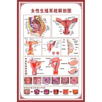 人體骨骼圖大掛圖器官示意圖內臟結構圖穴位圖人體肌肉解剖圖海報