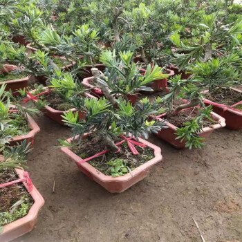 室內盆景植物羅漢松造型老樁樹樁四季常青綠植羅漢松s形