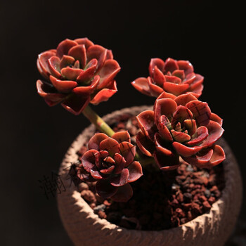 多肉植物老桩超大颗蒂亚特大巨型好养肉肉组合盆栽花 红叶祭[散群多头