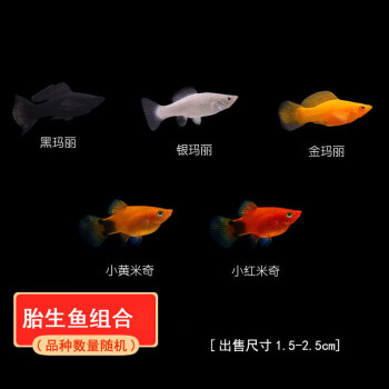 胎生米奇魚瑪麗球魚小魚活觀賞魚小型淡水好養黑皮球黃紅孕母臨產順豐