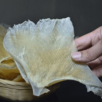 鱼1翅正宗天九翅海狗翅浦鱼1翅天星翅煲汤食材海鲜干货批发 大号1000g