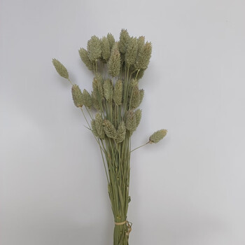 garcia宝石草干花蓝宝石草花瓶插花干花束干花原材料云南源头种植 50