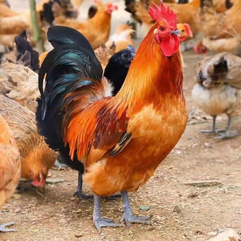 筱诺散养整只大公鸡现杀整只黑脚公鸡1只装单只45斤