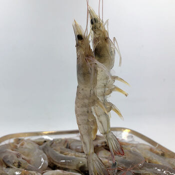 青岛小海虾新鲜海捕明对虾子香酥虾白虾鲜活冷冻海鲜水产批发每斤90