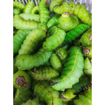 麦海龟东北新鲜蚕肉净蚕蝉茧大青虫冷冻蝉蛹青蚕大绿蚕柞蚕绿蚕 二斤