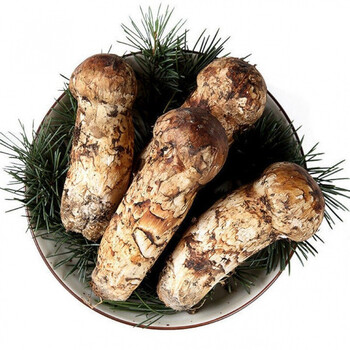 新鲜松茸 香格里拉野生松茸出口级 7-9cm出口级