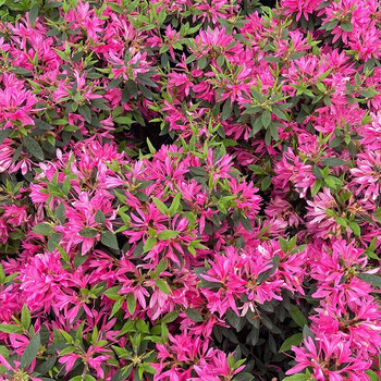 安酷杜鹃花卉盆栽绿植多季开花室内客厅阳台带盆栽好带盆栽好 粉丝带