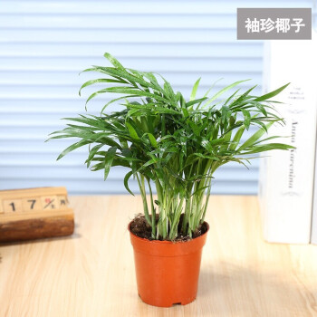 植物綠植植物盆栽辦公室桌面盆栽 水培土培植物帶盆發貨薌苒 袖珍椰子