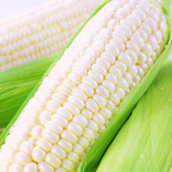 果真秀福建漳州牛奶玉米生吃爆浆冰糖水果玉米 新鲜甜嫩白色玉米 3斤2