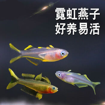 霓虹燕子鱼新郎官珍珠阿鲁燕子美人灯科鱼热带观赏活体包活 霓虹燕子
