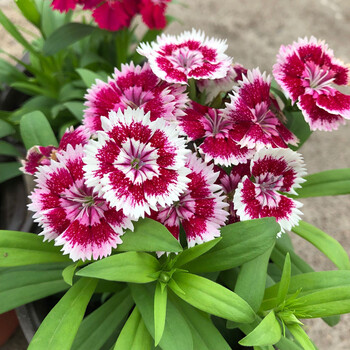 石竹盆栽阳台庭院花园耐寒开花植物办公花卉多年生原盆原土发货 石竹