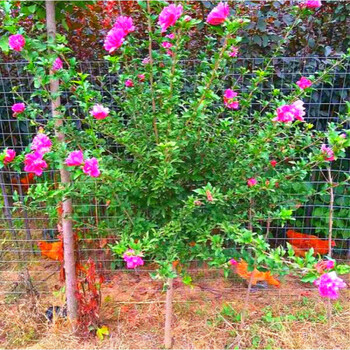庭院多花绿植拆迁占地苗木槿花树苗篱笆植物木槿花小苗当年开花7公分粗备注颜色80cm 含 cm 含 图片价格品牌报价 京东