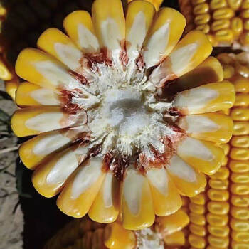 玉米种子金博士740图片
