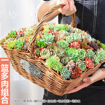 田间小径多肉植物静夜吉娃娃红宝石萌肉肉植物桃蛋黛比盆景a15一篮子多肉 图片价格品牌报价 京东