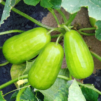 蜜香瓜种籽酥白沙蜜伊丽莎白四季春季水果种孑八棱脆脆瓜100粒原装